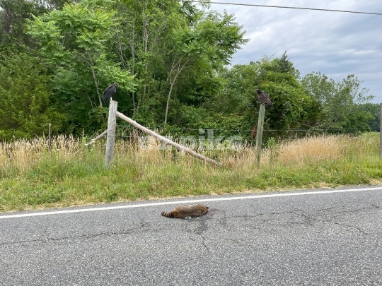 Dead Prey