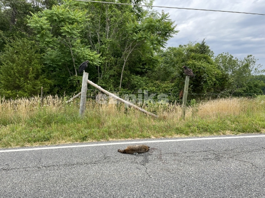 Dead Prey