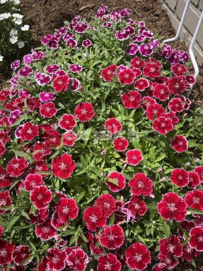 Dianthus