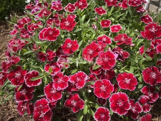 Dianthus