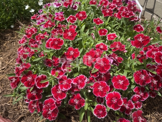 Dianthus