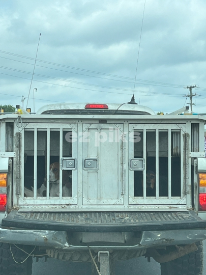Dogs Kennel