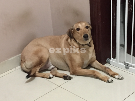 Domestic Dog