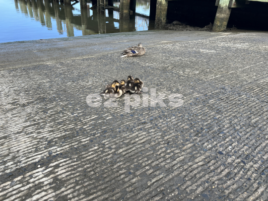 Ducklings