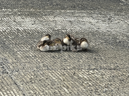 Ducklings
