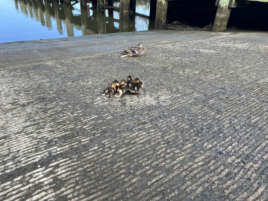 Ducklings