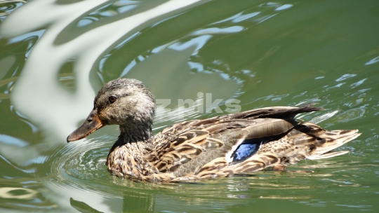 Female Duck 