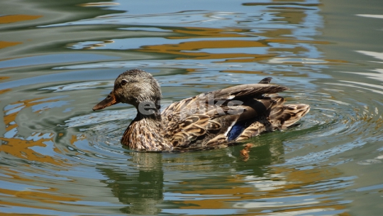 Female Duck 