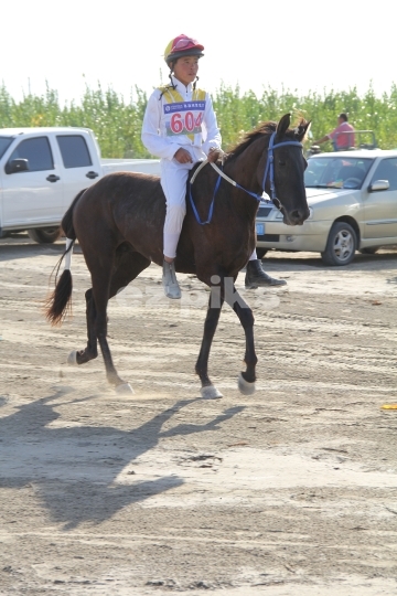 Free Horse Race