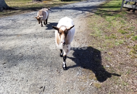 Goats