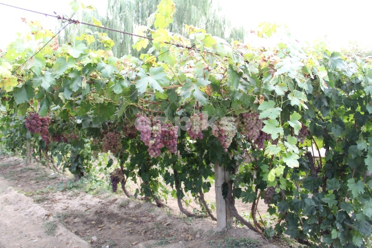Grape Clusters