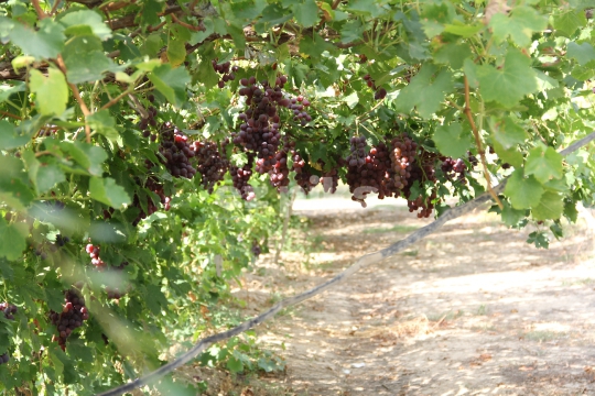 Grape Clusters