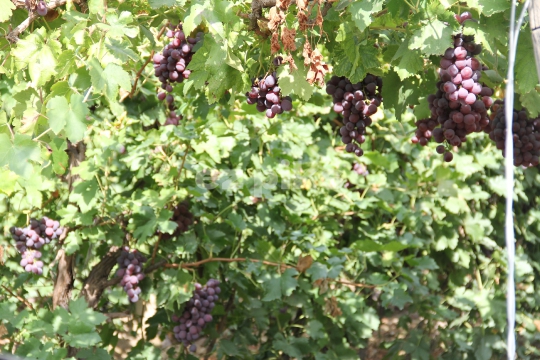 Grape Clusters