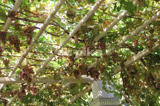 Grape Structure