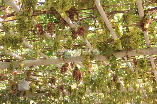 Grape Structure