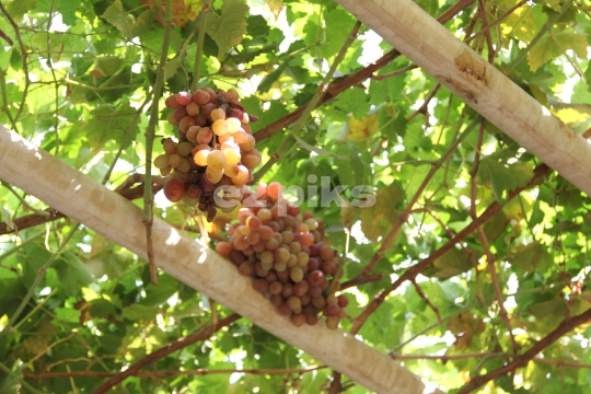 Grape Structure