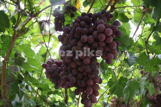 Grapes