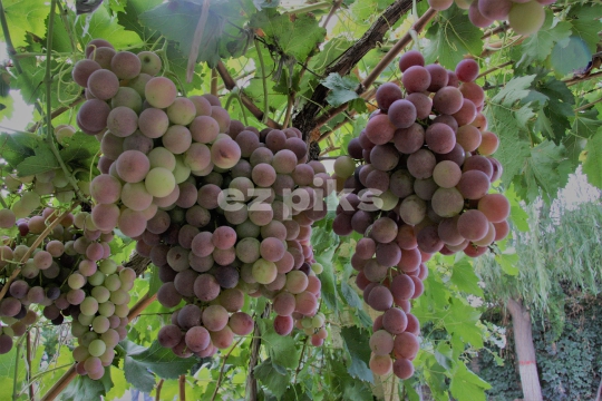 Grapes