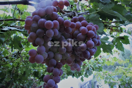 Grapes