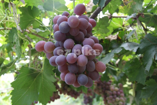 Grapes
