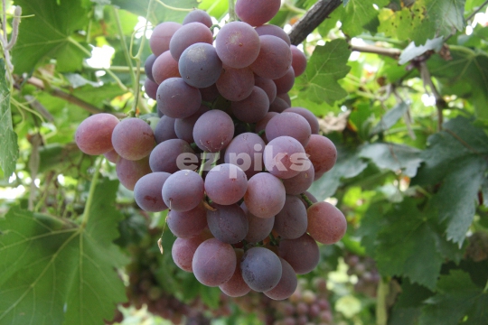 Grapes