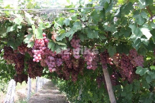 Grapes