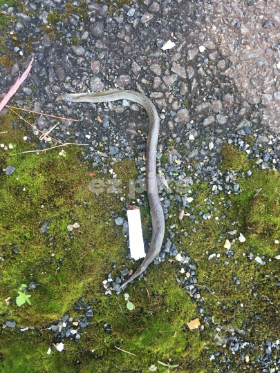 Grass Snake