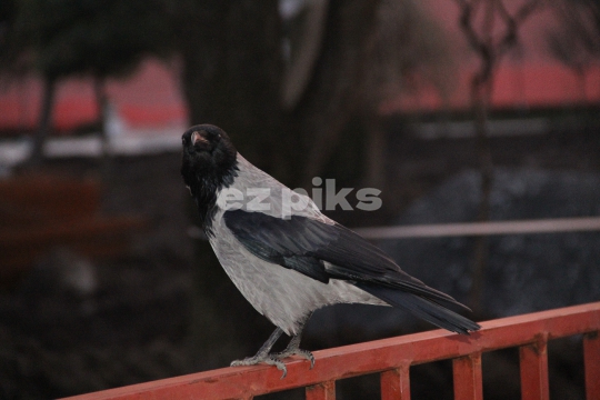 Hooded Crow
