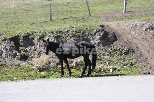 Horse