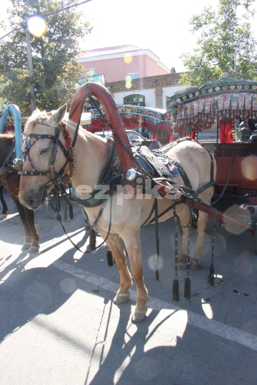 Horse and carriage