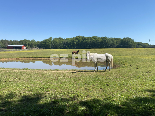 Horses