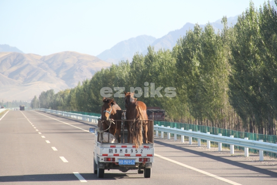 Horses