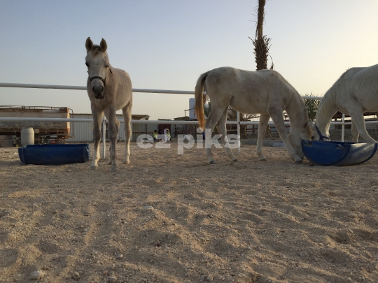 Horses