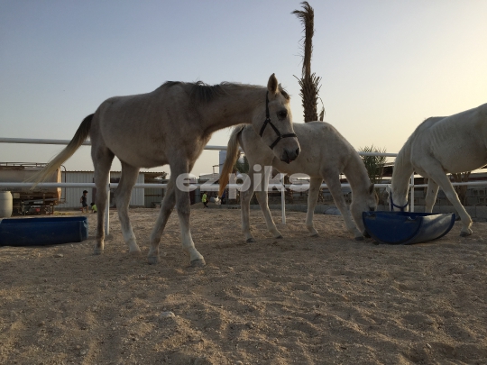 Horses