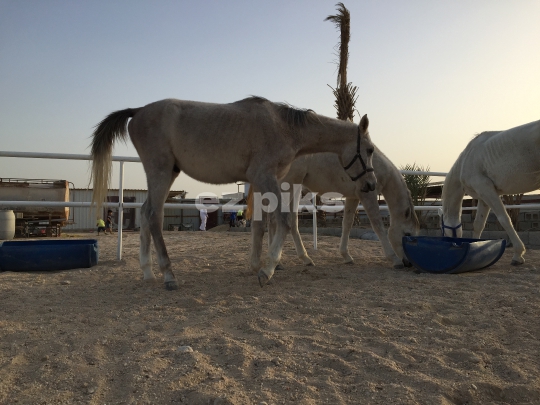 Horses