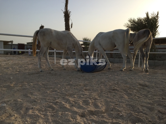 Horses