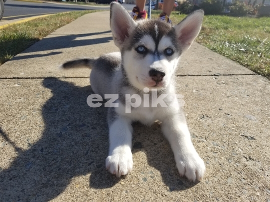 Husky puppy 