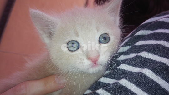 Kitten