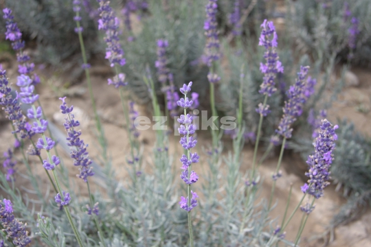 Lavender