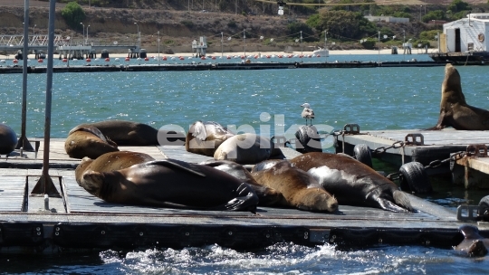 Lazy Seals