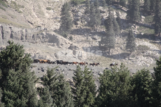 Livestock