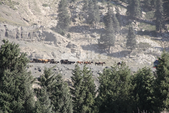 Livestock