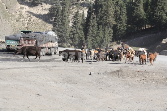 Livestock