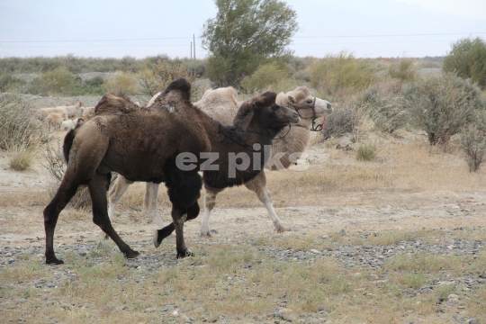 Mongolian Camels 