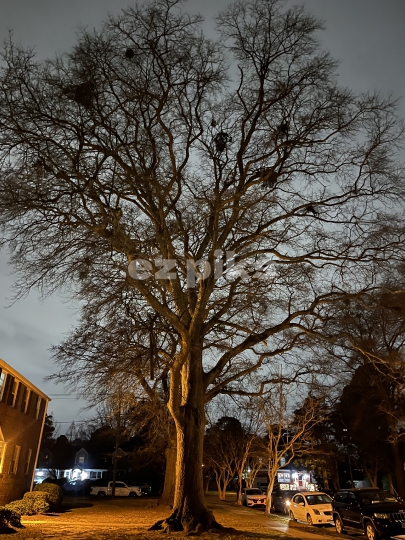 Moonlit Sky