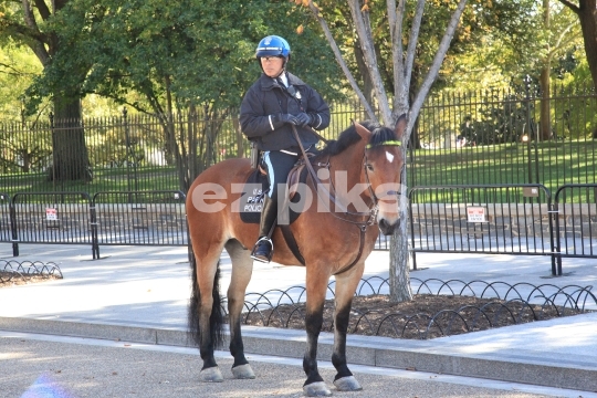 Mounted Police 