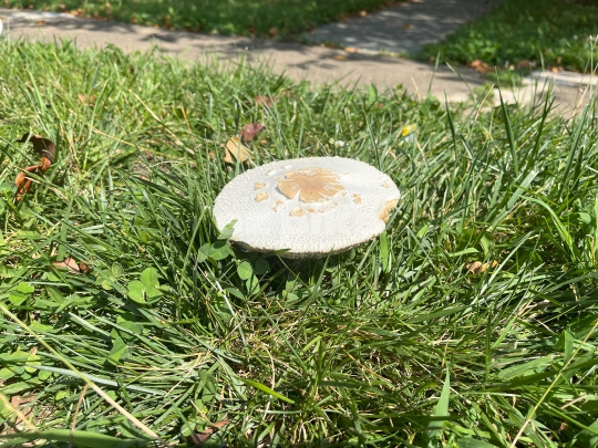 Mushroom