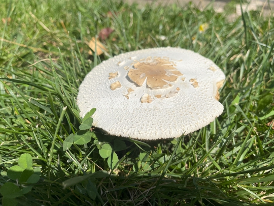 Mushroom