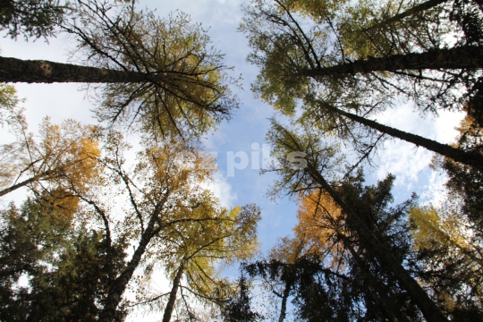 Natures Skyscrapers