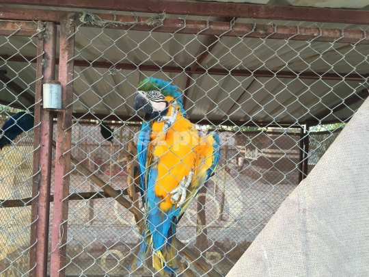 Parrot